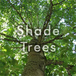 Shade Trees